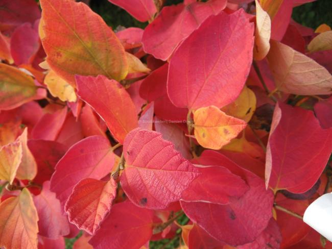 Fothergilla major