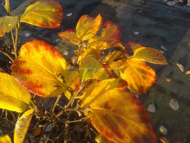 Fothergilla major