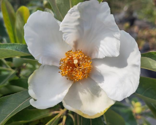 Franklinia alatamaha