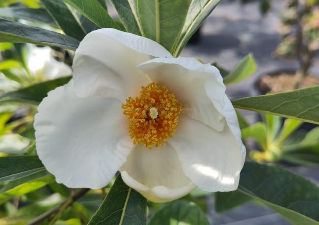 Franklinia alatamaha