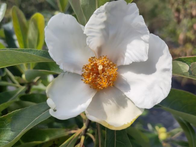 Franklinia alatamaha