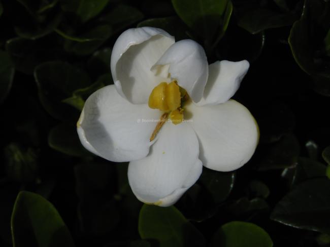 Gardenia jasminoides 'Kleim's Hardy'