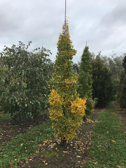 Ginkgo biloba 'Autumn Gold'