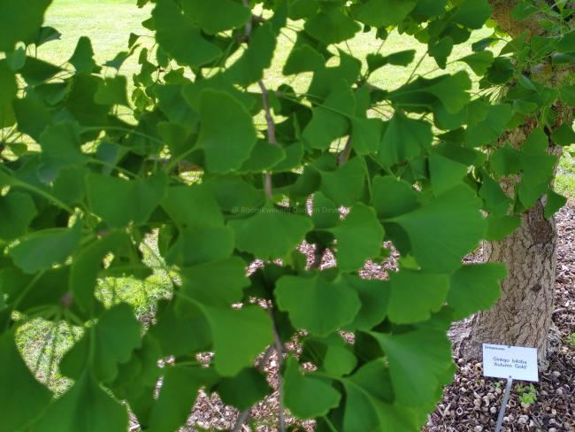 Ginkgo biloba 'Autumn Gold'