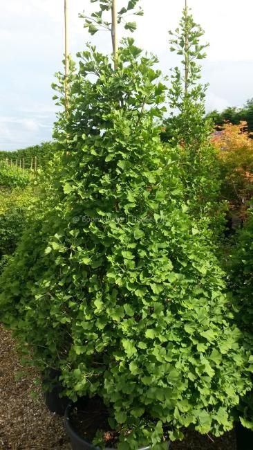 Ginkgo biloba 'Eiffel'