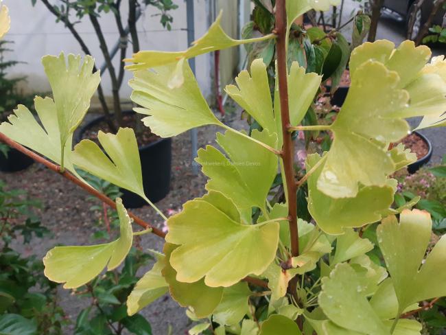 Ginkgo biloba 'Eiffel'