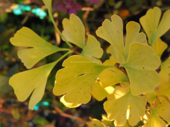 Ginkgo biloba 'Fastigiata Blagon'