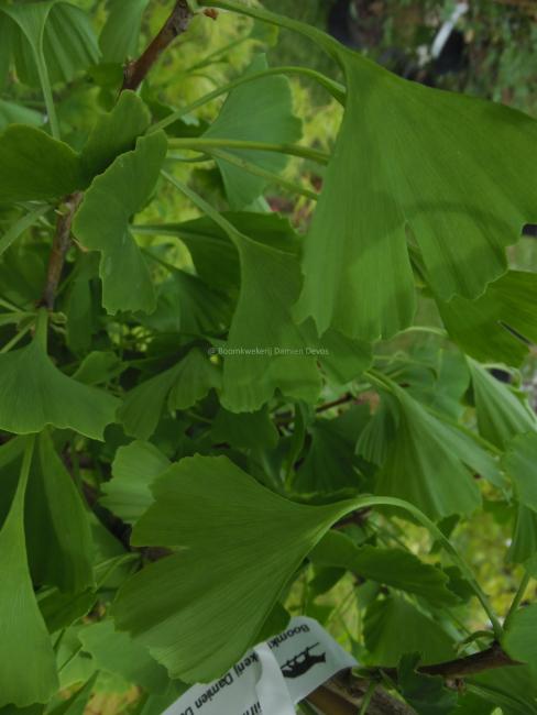 Ginkgo biloba 'Fastigiata Blagon'