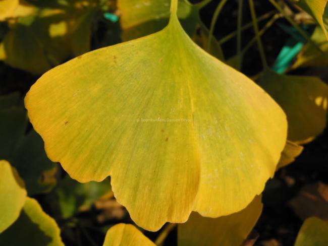 Ginkgo biloba 'Hayanari'