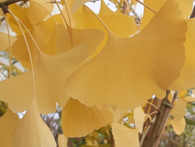 Ginkgo biloba 'Hayanari'