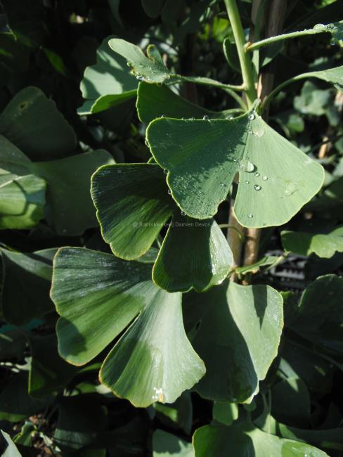 Ginkgo biloba 'Hayanari'