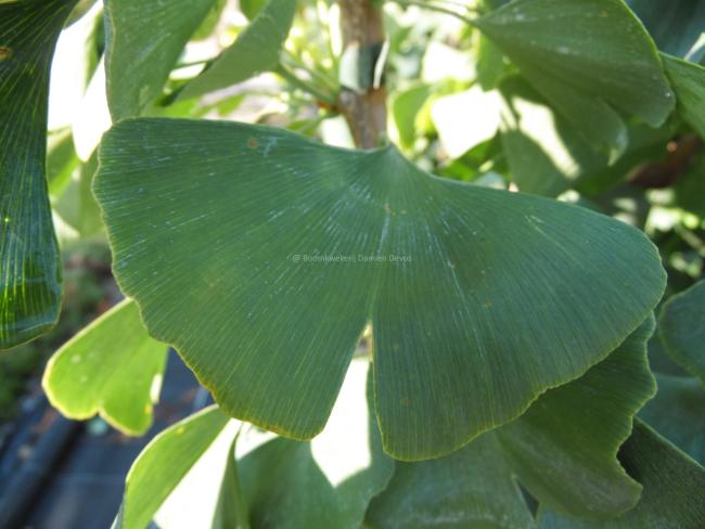 Ginkgo biloba 'Hayanari'