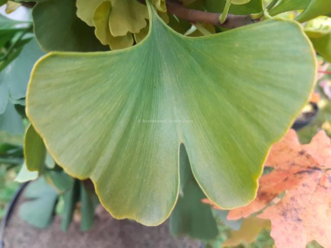 Ginkgo biloba 'High Tower'