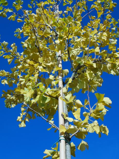 Ginkgo biloba