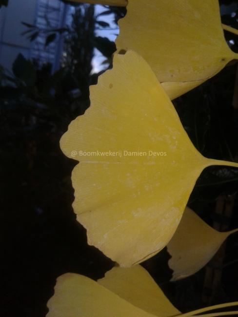 Ginkgo biloba 'King of Dongting'