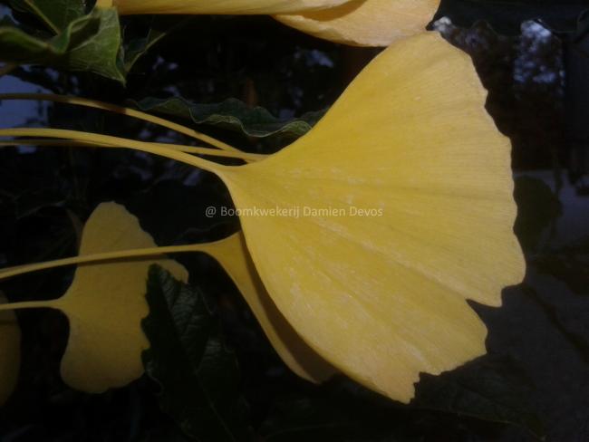 Ginkgo biloba 'King of Dongting'