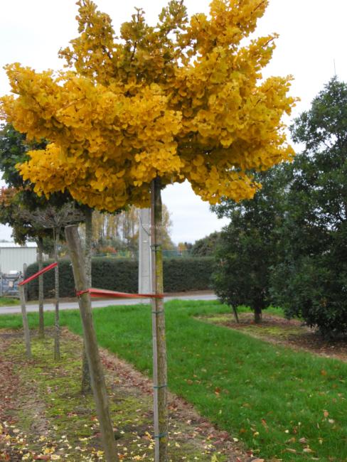 Ginkgo biloba 'Mariken'