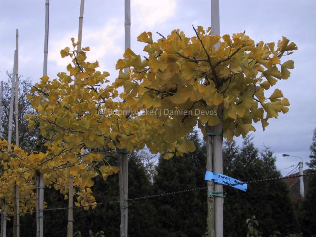 Ginkgo biloba 'Mariken'