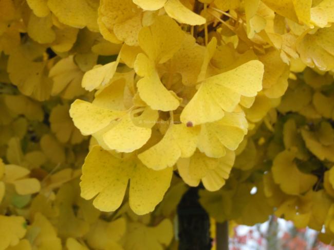 Ginkgo biloba 'Mariken'