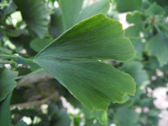 Ginkgo biloba 'Obelisk'