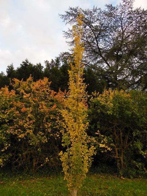 Ginkgo biloba 'Obelisk'