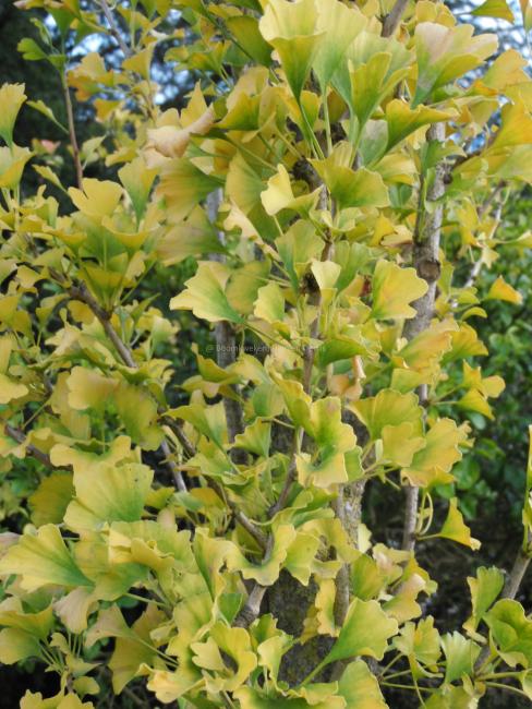 Ginkgo biloba 'Obelisk'