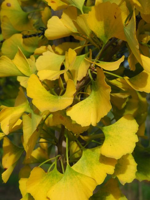 Ginkgo biloba 'Princeton Sentry'