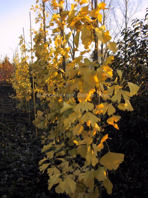 Ginkgo biloba 'Tit'