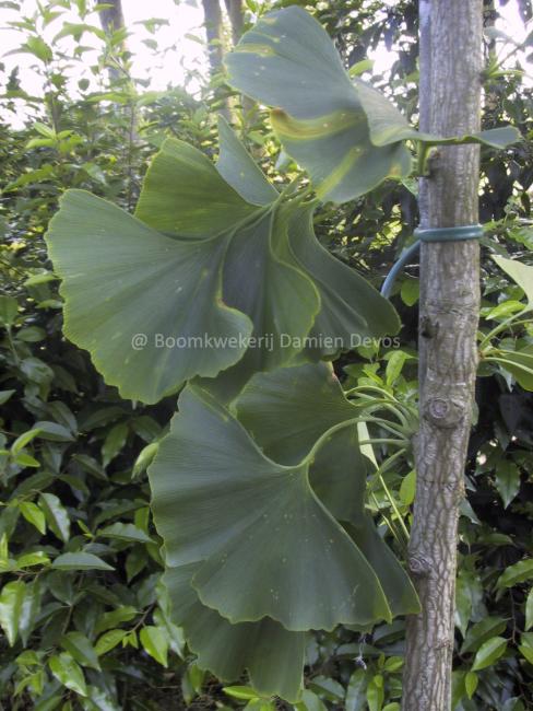 Ginkgo biloba 'Tremonia'