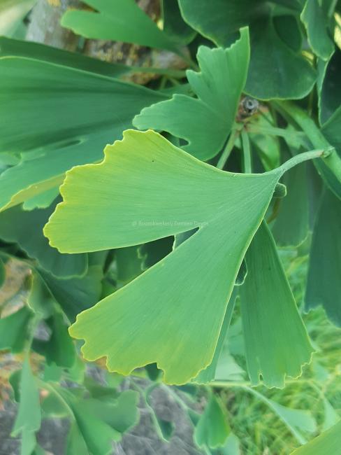 Ginkgo biloba 'Tremonia'