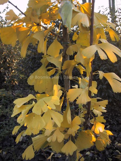 Ginkgo biloba 'Tremonia'