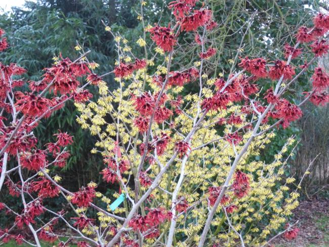 Hamamelis intermedia 'Diane' (x)