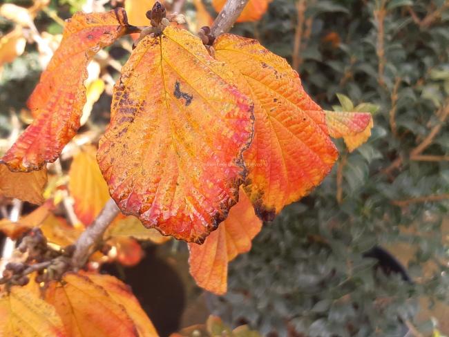 Hamamelis intermedia 'Diane' (x)