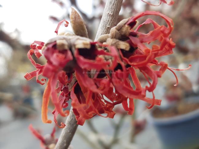 Hamamelis intermedia 'Diane' (x)