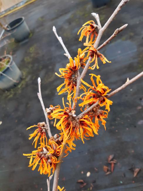 Hamamelis intermedia 'Orange Peel' (x)