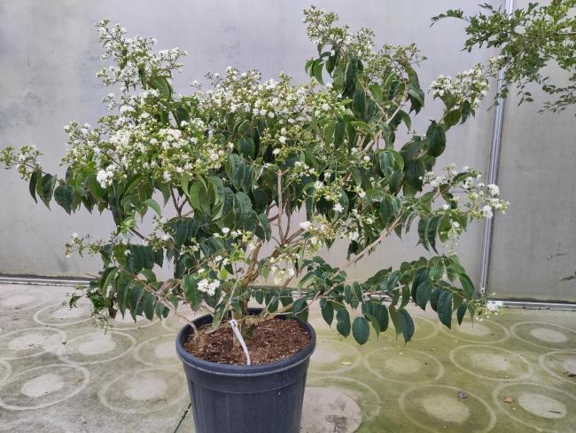 Heptacodium miconioides 'Temple of Bloom' ®