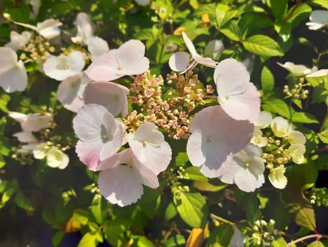 Hydrangea macrophylla 'Runaway Bride' ®