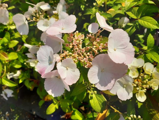 Hydrangea macrophylla 'Runaway Bride' ®