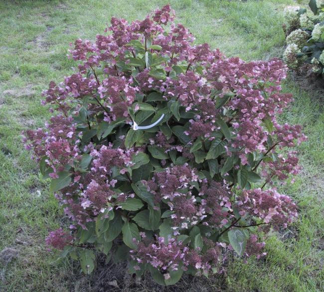 Hydrangea paniculata 'Dharuma'