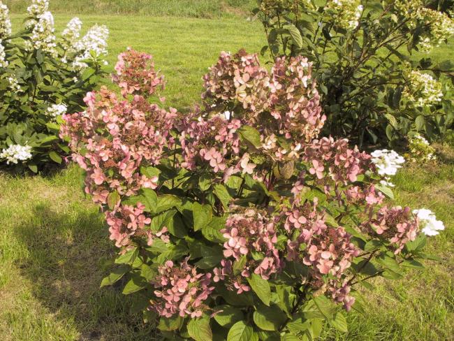 Hydrangea paniculata 'Early Sensation' ®