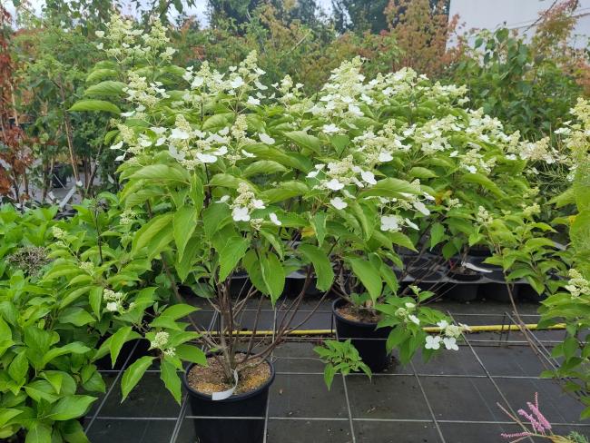 Hydrangea paniculata 'Levana' ®