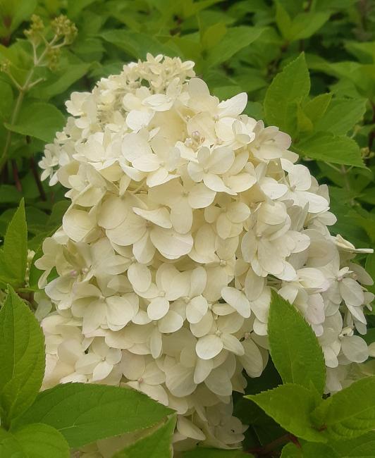 Hydrangea paniculata 'Limelight' ®