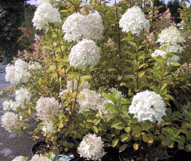 Hydrangea paniculata 'Limelight' ®