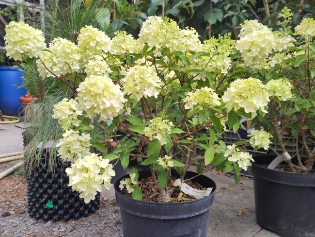 Hydrangea paniculata Sundae Fraise ® 'Rensun'