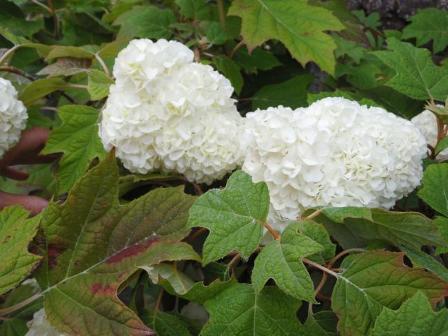 Hydrangea quercifolia 'Harmony'