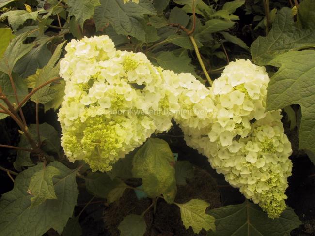 Hydrangea quercifolia 'Harmony'