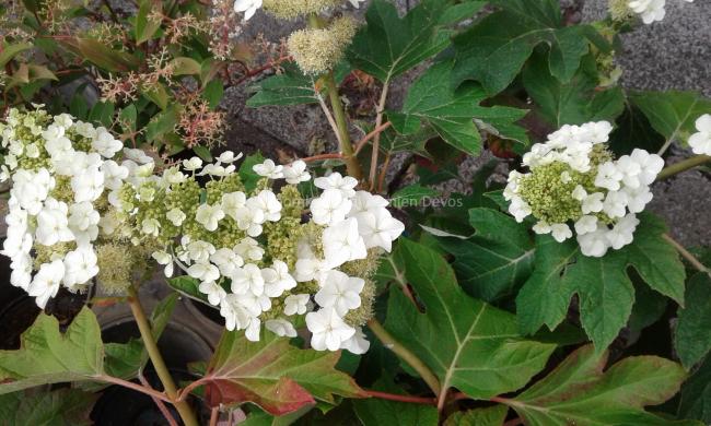 Hydrangea quercifolia 'Munchkin'