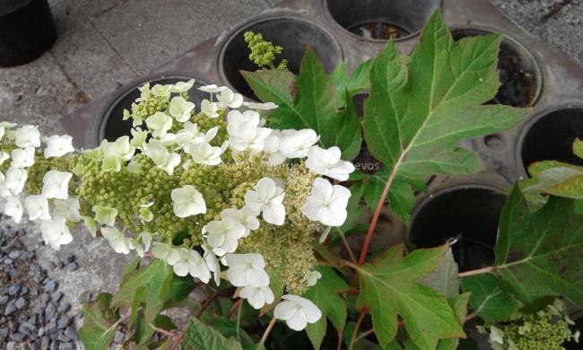 Hydrangea quercifolia 'Munchkin'