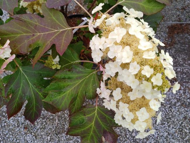 Hydrangea quercifolia 'Munchkin'