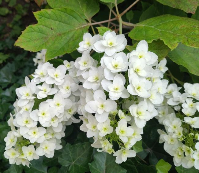 Hydrangea quercifolia 'Snowflake'